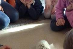 2018-11-17 Návštěva bílého ježka