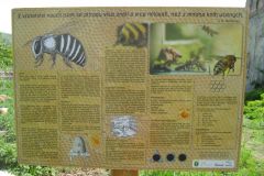 2019-04-30 Včelky v Třebušíně