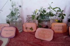 2019-06-21 Sbíráme bylinky