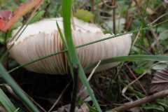 IMG-20221004-WA0016
