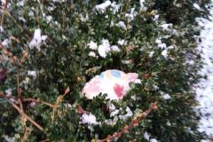 IMG_20230118_150024_181